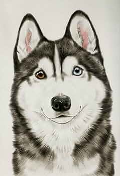 【才蔵ページ】鉛筆画 ご依頼 犬 ハスキー 手描き イラスト 2Lサイズ 才蔵ページ】鉛筆画 ご依頼 犬 ハスキー 手描き イラスト 2L